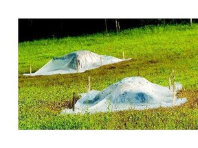 Dead cattle are tarped on a farm north of Melfort in 2006. Anthrax has been confirmed as the cause of death in one cow in the RM of Harris and is the suspected cause of death of two other cattle on the same farm.