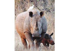 The demand for rhino horn has fuelled a catastrophic increase in rhino poaching in South Africa. It went from 13 cases in 2007 to 1,215 in 2014.