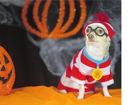Zim, dressed up as Where's Waldo during a Halloween Pet Portraits put on by Fureverlove Fashions kiosk at the Centre Mall photo shoot Saturday.