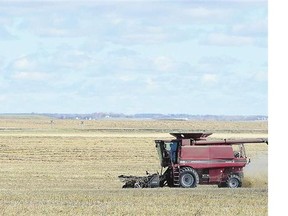 A farmer combines a crop north of Regina on Thursday.