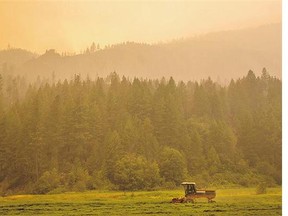 A farmer mows alfalfa amid the smoke from Okanogan County, near Omak, Wash., on Sunday. The thick haze is acting like cloud cover and calming fires on the Canadian side.