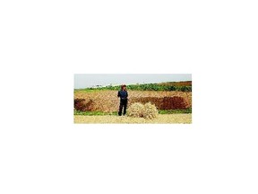 A farmer surveys her fields in South Hwanghae, North Korea, last month. There has been almost no rain in this part of the country, say farmers and local officials.