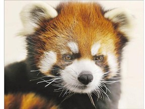 Forestry Farm Zoo officials were hoping to find a mate for Phoenix the red panda, but it seems it's not in the cards.