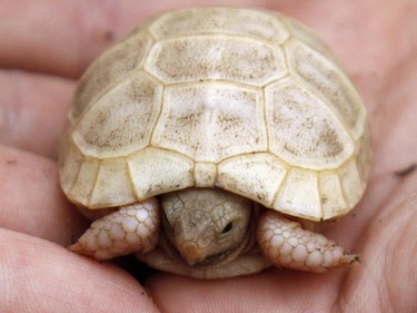 A trainer holds a three-week-old albino turtle at the Turtle Valley animal park in Sorede, France, October 13, 2015.