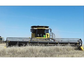 Franck Groeneweg and his crew from Green Atlantic Farms combine canola near Fort Qu'Appelle last September. Canola production is expected to fall this year from 2014 levels.