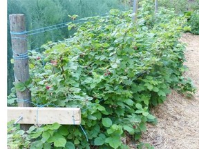 A freshly mulched, trellised raspberry patch.