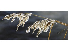 Frost covers wheat northeast of Regina in this 2011 file photo. Below-freezing temperatures were reported in Meadow Lake and Eastend over the weekend.