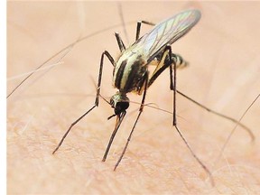 A mosquito-borne virus possibly linked to serious birth defects in Brazil has the potential to spread within the Americas, including to holiday destinations like Florida and throughout the Caribbean, researchers who track infectious diseases suggest.