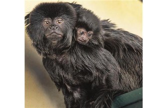 lea, a Goeldi's monkey, shows off her baby monkey, the newest addition to the Saskatoon Forestry Farm Park and Zoo, on Friday. The youngster has no name yet.