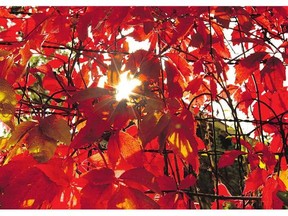 A growth of a crawling vine up a fence was stopped in its tracks by a recent frost boldly changing the leaves colours.