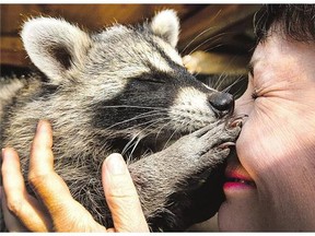 Hayley Hesseln gets kisses from one of the many raccoons she has in a pen in the backyard of her Saskatoon home.