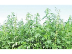 Hemp smells the same as marijuana but can be used for industrial purposes
