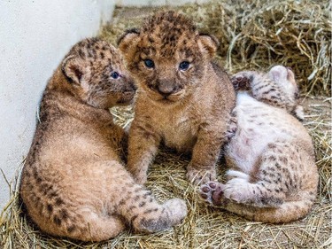 Three African lion cubs born at the Indianapolis Zoo on September 21 are seen at the zoo, October 8, 2015.