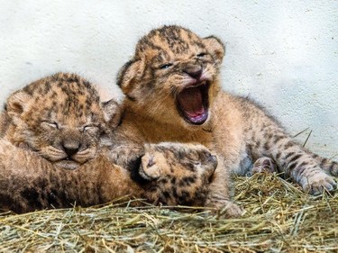 Three African lion cubs born at the Indianapolis Zoo on September 21 are seen at the zoo, October 8, 2015.