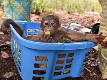 A baby orangutan, which had previously suffered from respiratory problems, plays at a nursery at a rehabilitation centre operated by the Borneo Orangutan Survival Foundation on the outskirts of Palangkaraya in Central Kalimantan, October 26, 2015.