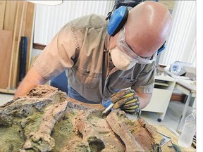 Wes Long, curatorial assistant for paleontology at the Royal Saskatchewan Museum, works on removing the rock around the fossil chest of a 69-million-year-old Plesiosaur in Regina on Friday.