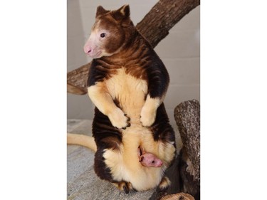 A newborn Matchie tree kangaroo pokes out of his mother's pouch at Zoo Miami, October 1, 2015.