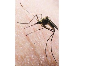 A mosquito looks for an easy breakfast in Fairbanks, Alaska, June 13, 2013.