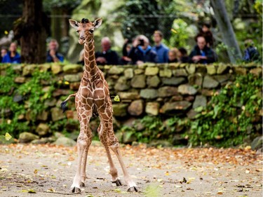 A baby giraffe explores its outdoor enclosure for the first time in the Artis Royal Zoo in Amsterdam, The Netherlands, October 22, 2015.