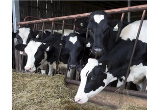 Cows are seen at a dairy farm on Tuesday, August 11, 2015 in Danville, Que.