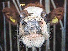 Police in Val-des-Monts want to know the whereabouts of four cows last seen licking and drooling on a woman's car on St. Joseph Road. The bovines also scraped the paint and damaged a mirror. Officers admit at this point they only have hoof prints to go on.