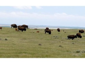 A herd of Prairie bison graze on the Old Man on His Back Prairie and Heritage Conservation Area south of Swift Current, Sask., on June 18, 2015. The bison, once hunted to near extinction, were reintroduced to the area in 2003. THE CANADIAN PRESS/Bill Graveland