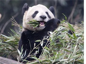 Er Shun eating bamboo at her previous home in China in 2012. The zoo says Er Shun, one of two giant pandas on loan from China, is pregnant with two fetuses.