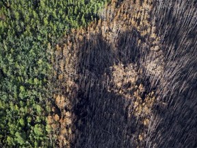 An aerial view of burned forest near Weyakwin, Saskatchewan, on Wednesday, July 15, 2015.