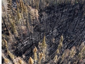 An aerial view of burned forest near Weyakwin, Saskatchewan, on July 15, 2015. Around 1,000 fire evacuees in Saskatchewan received the all-clear to head home.