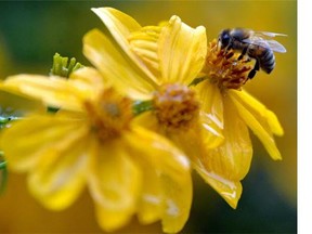 The Saskatchewan Environmental Society wants the Saskatchewan government to follow Ontario's lead in moving away from the use of neonicotinoids, a type of insecticide heavily used in the production of crops.