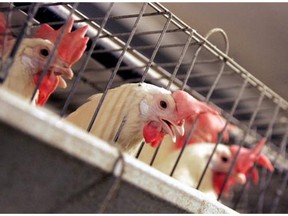 Saskatchewan's privacy commissioner is nixing a contract with a chicken farm to dispose of sensitive health documents.