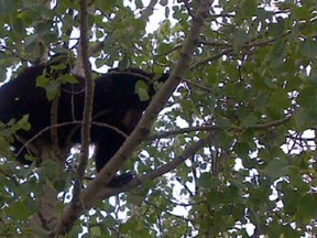 A black bear was tranquilized after being spotted roaming through the streets of North Battleford on June 17, 2015