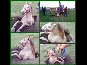 Daisy the horse is rescued after falling into a hole in the ground near Martensville in this series of photos.