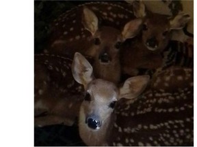 David, a young fawn, is still fighting to survive after suffering severe burns in a northern Saskatchewan wildfire close to a month ago.