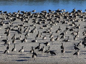 Hundreds of Canada geese gather on a sandbar in the South Saskatchewan River near Tavine Drive on Wednesday, October 21, 2015.
