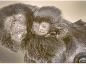 Saskatoon's new baby monkey is beyond adorable. If it were running in my constituency, Saskatoon University, it would win.