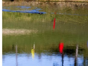 A muskrat was spotted swimming through the glassy water of a pond at the Willows as several golfers enjoyed the lush greens.