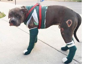 A crowdfunding campaign raising money for a dog that was dragged behind a van in Saskatoon achieved its $10,000 fundraising goal in just 24 hours.