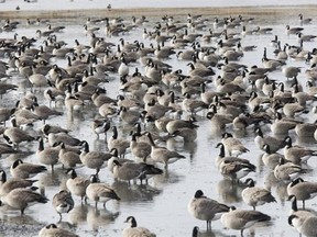 Retaining and restoring wetlands makes good sense because they provide so many valuable ecological services.