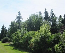 A Melfort official has compromised with some city residents who are unhappy with plans to beautify public space by replacing maturing trees and hedges with young ones.