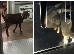 According to RCMP, a goat had snuck into the entranceway of a Martensville coffeee shop and settled down for a nap.