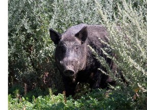 A wild boar is shown in a handout photo. A researcher at the University of Saskatchewan has set up cameras to survey wild boar and come up with solutions to curb what he expects will soon be an exploding population in the Prairies.