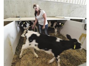 Nita Floryn works on her dairy farm northwest of Red Deer, Alta., on Thursday.