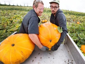 Paul Edmondson (L) and Daniel Mason were in the pumpkin patch at Tierra Del Sol on Valley Road continuing to set up for the next two weekends’ pumpkin festival, Thursday.