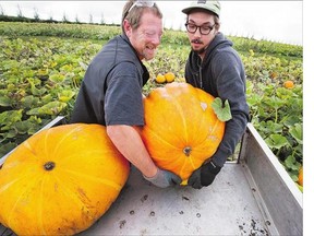 Paul Edmondson, left, and Daniel Mason were in the pumpkin patch Thursday at Tierra Del Sol on Valley Road, continuing to set up for the pumpkin festival which takes place over the next two weekends.
