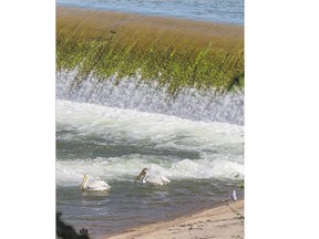 Pelicans swim on the South Saskatchewan River in Saskatoon on Wednesday despite low water levels. Only inches of water appear to be flowing over the weir.