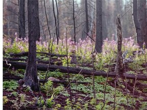 Photographer Christine Fitzgerald was in the province this week for a photo project showing what the fires left behind. Even in areas that were completely burned, nature is starting to peek through with new growth.