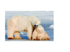 A polar bear cub kisses his mother in Wapusk National Park on the shore of Hudson Bay near Churchill, Man. A Canadian researcher has logged a scientific first of witnessing a polar bear holding its breath for a record-breaking three minutes.