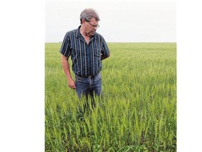 Regina area farmer Bill Gehl checks out the crops in his field, pondering the impact of the drought that has affected most of Western Canada.