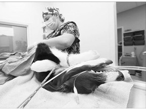 Rural mobile veterinarian Stephanie Derbawka spends a day in the clinic performing various procedures including a horse massage for Twila Zunti's horse Chex on Wednesday in the RM of Grandora where the clinic is located.